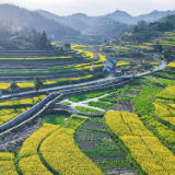 解放岩乡：菜花漫过旧篱笆 金波涌动春风里