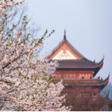 泸溪：樱吹雪映古楼影 春日胜景入画来