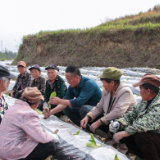 春耕生产：高山烤烟移栽培管正当时