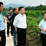陈明灯到浦市镇调研乡村振兴片区建设工作