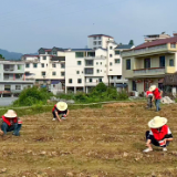 泸溪县毛坪村：“志愿红”绘就春耕新图景 种植丝瓜促振兴