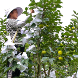 泸溪：高山太秋甜柿丰产“甜蜜”金秋可期