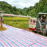 白羊溪乡：金秋稻熟收割忙 农机助力粮满仓