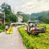 达岚镇五德村金稻粒“蹦出”大产业 “跳”上致富路