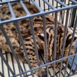 泸溪县林业局救助放生国家二级保护动物豹猫