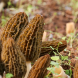 泸溪：羊肚菌种植基地迎来采收旺季