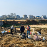 田间直播搭桥梁 五果溜荸荠香飘全网