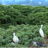 守护候鸟迁飞通道 共建万物和谐家园