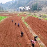 新春走基层丨白羊溪乡：抢抓农时起垄 筑牢烟叶丰收基础