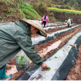 人勤春早育“金叶”  ——潭溪镇抢抓农时推进烟叶春耕生产