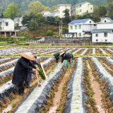 不负春光抢农时 解放岩乡烤烟移栽按下“快进键”