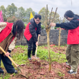 学雷锋·文明实践我行动丨泸溪县武溪镇：春回大地植树忙