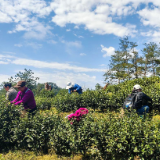 春茶吐翠采摘忙 白茶飘香富农家：泸溪县白羊溪乡春茶采摘正当时