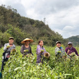 茶香漫乡野 金叶富农家——潭溪镇潭溪社区以茶为媒铺就乡村振兴新路径