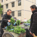 泸溪：辣椒幼苗“精准配送” 贴心服务温暖椒农心