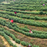 泸溪：白茶吐新绿  山间采香忙