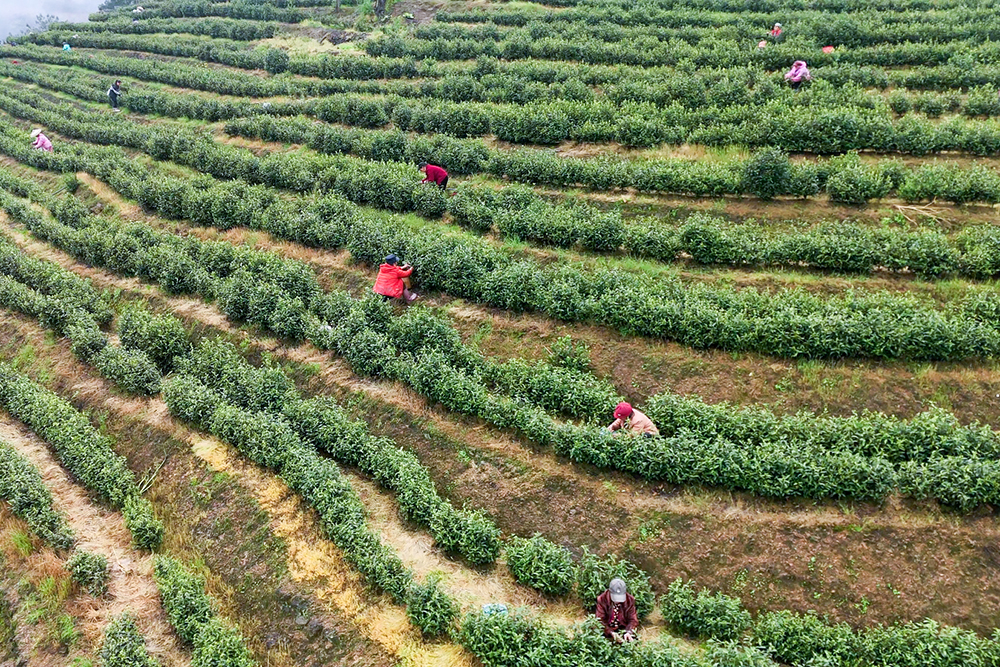 白羊溪采茶忙 (1).jpg