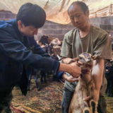 达岚镇激活乡村振兴“新引擎”：猪稳牛壮，“大场带小户”蹚出致富路