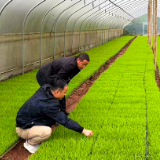 泸溪县达岚镇：科技育秧正当时 农技护航保丰收