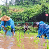潭溪镇：雨中抢种不误农时 干群同心助耕插秧