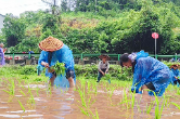 潭溪镇：雨中抢种不误农时 干群同心助耕插秧