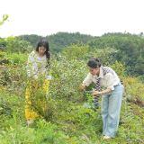 初夏“莓”果飘香 张家坪村蓝莓基地迎来采摘旺季