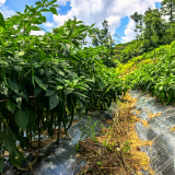洗溪镇榔木溪村:小辣椒铺就乡村振兴富民路