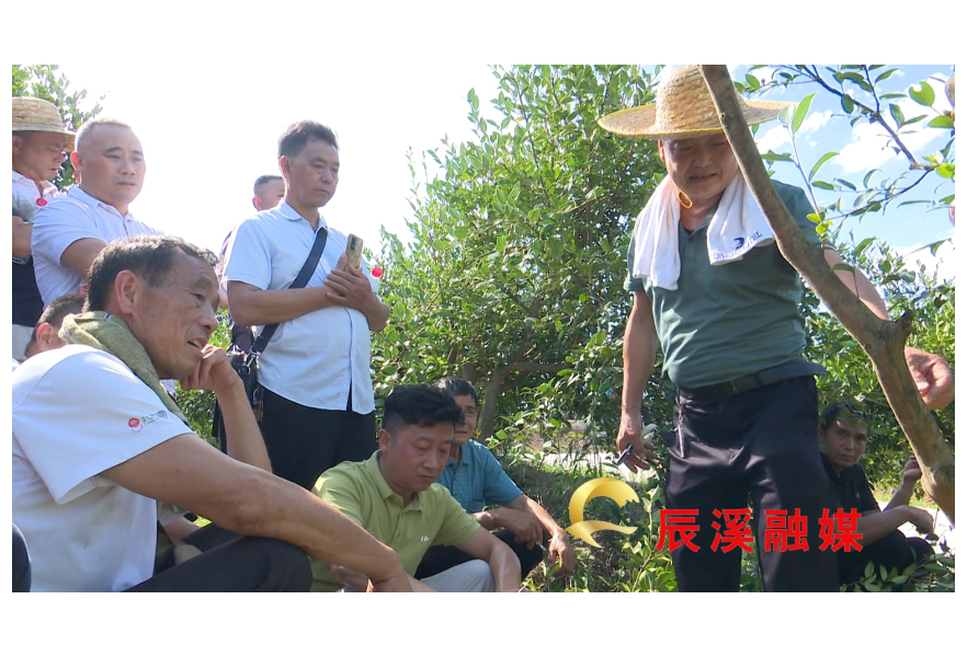 县林业局：油茶技术培训进山间  助力农户增产增收   