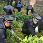 整治绿化带种菜 净化居民美好环境