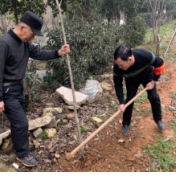 植树护河 绿岸固堤