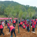 岳阳楼区开展2025年义务植树活动