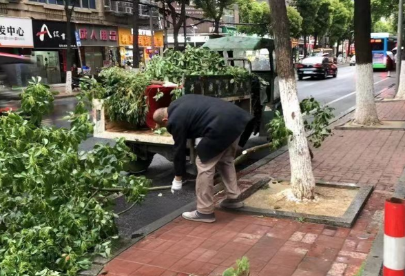 风雨无阻清落叶 守护城市“颜值”不松懈