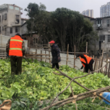深化河长制工作 青苗整治再行动