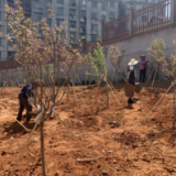 义务植树岸绿堤固 助力“河长制+林长制”
