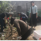 清除违规菜地 还居民宜居环境