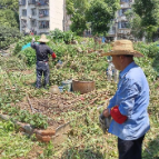 清除违规菜地 提升城市“颜值”