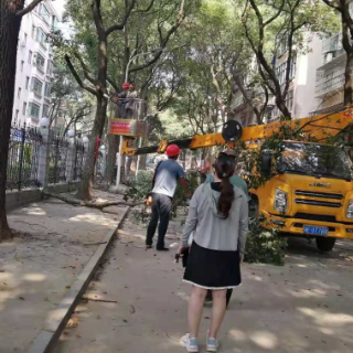 绿化无人修剪成隐患 格格助力保平安