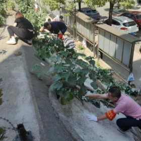 新站社区：除草护绿 美化环境