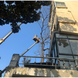 芋头田社区：修剪危枝除隐患 守护居民安全行