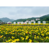 走!去“城市后花园”徜徉百合花海