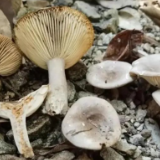 珍爱生命 远离野生毒蘑菇