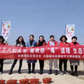 白杨坡社区：开展三八妇女节生态采摘活动