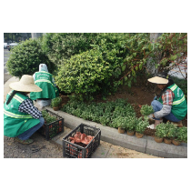 鲜花扮靓,增添国庆“新风景”