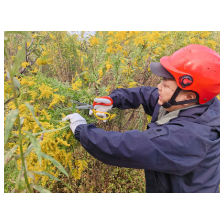 集中铲除一枝黄花 筑牢辖区生态防线