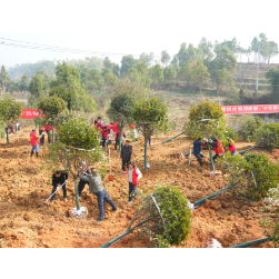 岳阳楼区开展2026年义务植树活动