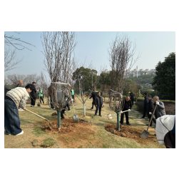 植绿王家河公园 共绘生态新画卷——苗木花卉管理中心开展植树节植树活动