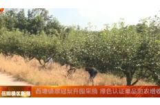 西塘镇翠冠梨开园采摘 绿色认证果品助农增收