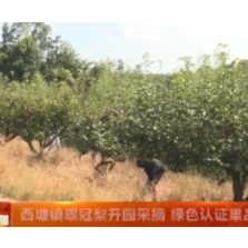 西塘镇翠冠梨开园采摘 绿色认证果品助农增收
