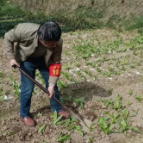 洛王社区：清理违规菜地 提升城市“颜值”
