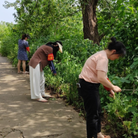 爱卫大行动 除草净环境